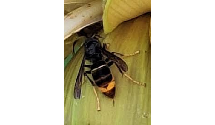 Fotka - Informovanie  obyvateľov obce o možnosti výskytu sršňa ázijského a o spôsobe nahlasovania pozorovaní