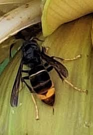 Fotka - Informovanie obyvateľov obce o možnosti výskytu sršňa ázijského a o spôsobe nahlasovania pozorovaní